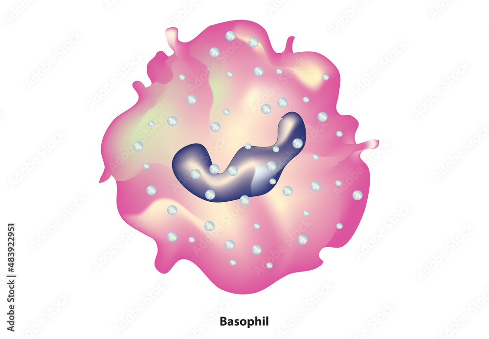 Basophil cell structure (type of white blood cell - leukocyte) Stock ...