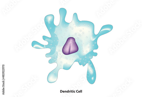 Dendritic Cell structure ( antigen presenting cells also known as accessory cells)