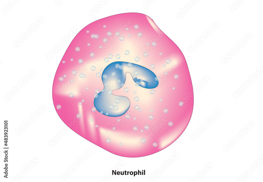 Neutrophil structure (type of white blood cell with multilobed nuclei