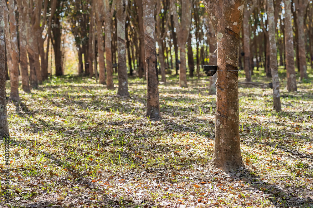 Rubber trees, the rubber plantations of farmers. Rubber are flowing into cup. Rubber trees, the rubber plantations of farmers. Rubber are flowing into cup.
