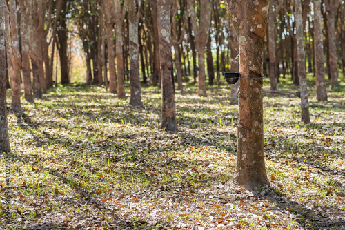 Rubber trees, the rubber plantations of farmers. Rubber are flowing into cup.