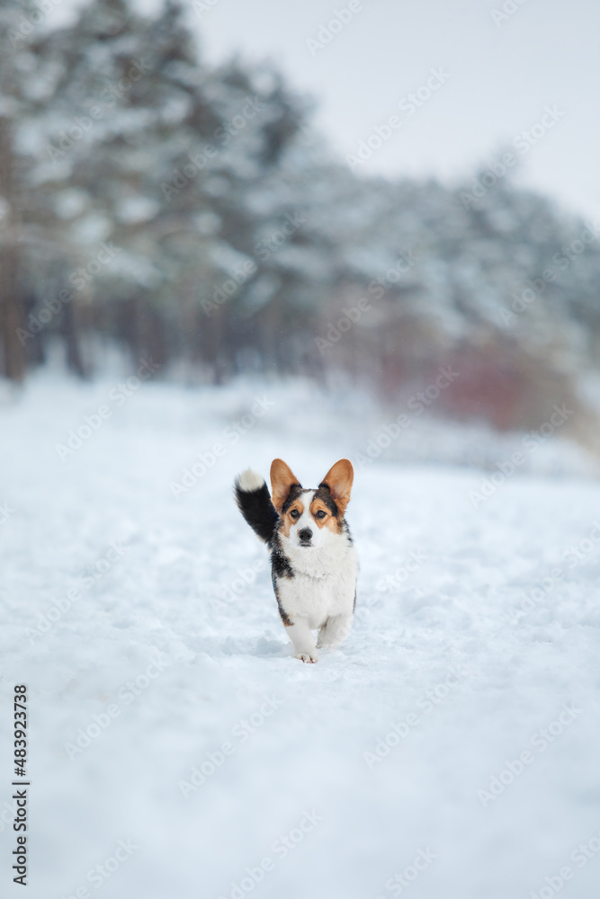 Corgi dog in the snow. Dog in winter. Dog in nature. Corgi dog in the snow. Dog in winter. Dog in nature.