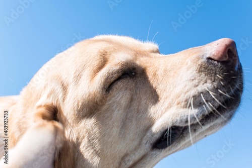 Un perro se rasca la oreja