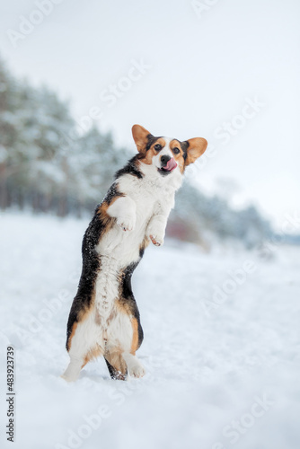 Corgi dog in the snow. Dog in winter. Dog in nature. © OlgaOvcharenko