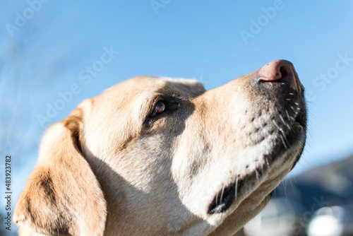 Mirada al cielo de un perro 