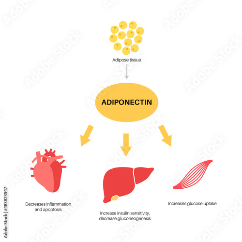 Adiponectin fat tissue