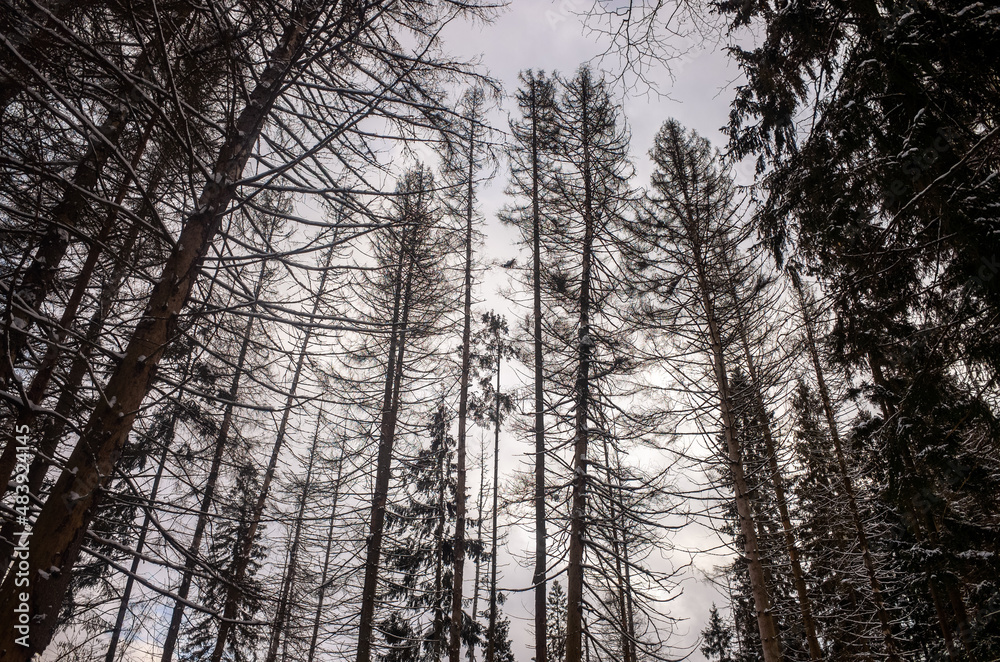 Snow-covered firs in the winter forest. Landscape of cold winter in Russia Snow-covered firs in the winter forest. Landscape of cold winter in Russia
