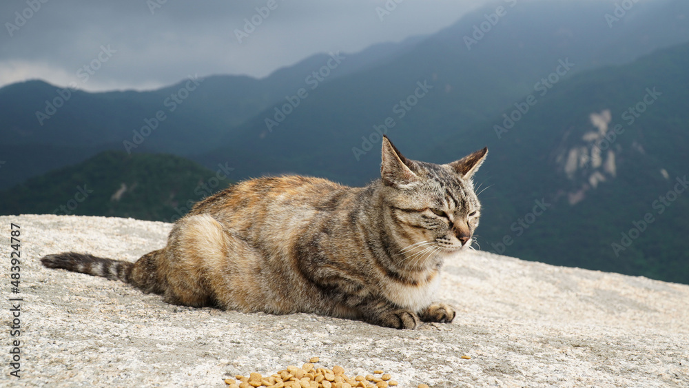 Obraz premium cat on the rock