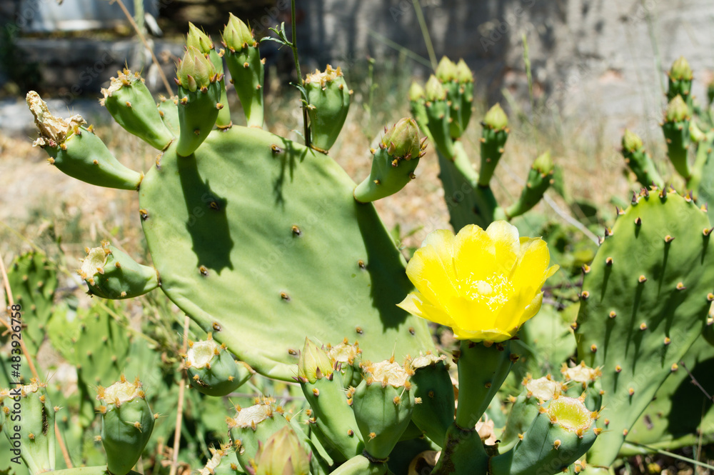 Yellow flower of cactus Opuntia ficus indica, fig opuntia, pricky pear or Barbary fig, blooming in the summer, in Dalmatia, Croatia
