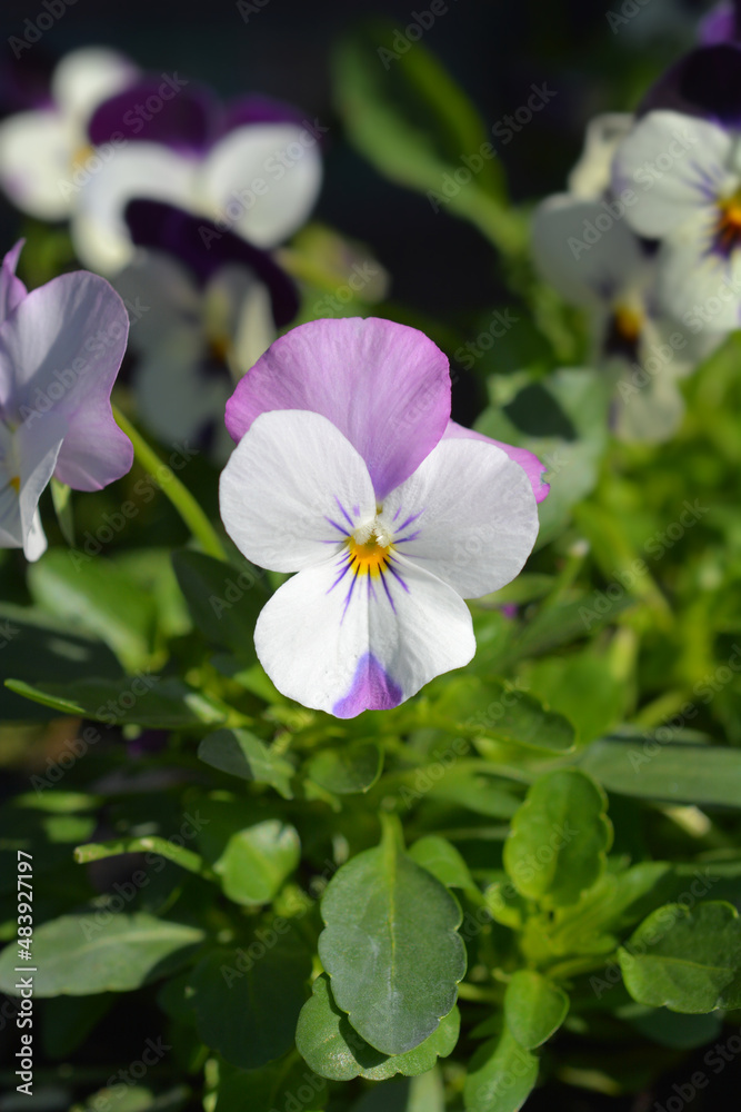 Horned violet Pink Wing Viola Horned violet Pink Wing Viola