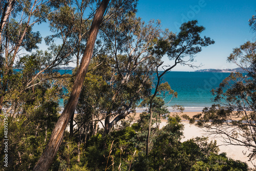 Fototapeta Naklejka Na Ścianę i Meble -  beautiful scenary of the Pacific Ocean and thick native vegetation shot from a vantage point during a hike in Southern Tasmania