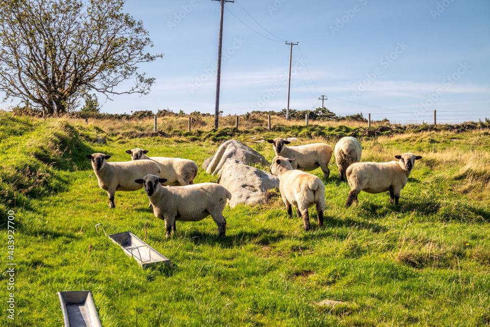 Fototapeta premium Flock of sheep waiting for food from their owner