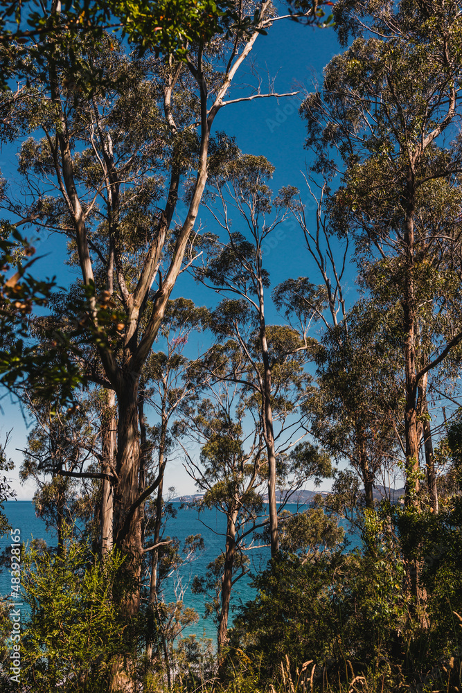 beautiful scenary of the Pacific Ocean and thick native vegetation shot from a vantage point during a hike in Southern Tasmania beautiful scenary of the Pacific Ocean and thick native vegetation shot from a vantage point during a hike in Southern Tasmania
