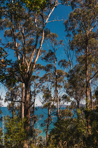 Fototapeta Naklejka Na Ścianę i Meble -  beautiful scenary of the Pacific Ocean and thick native vegetation shot from a vantage point during a hike in Southern Tasmania