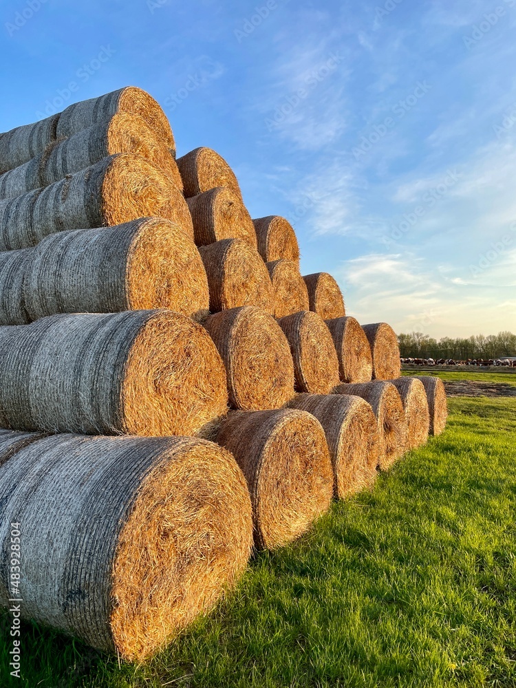 large vertical photo. feed for livestock for the winter. haystack pyramid in a field against the blue sky. spring time. Russia. May. large vertical photo. feed for livestock for the winter. haystack pyramid in a field against the blue sky. spring time. Russia. May.