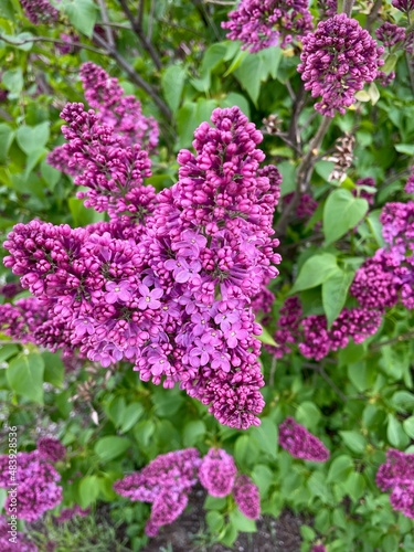 large horizontal photo. blooming lilac. spring time. purple lilac. nature.