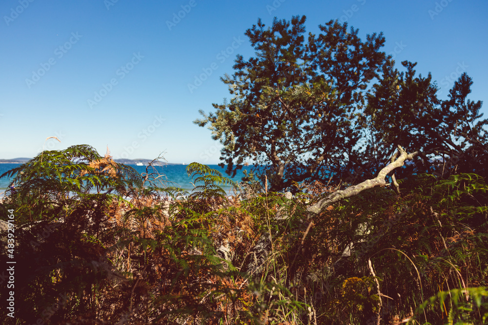 beautiful scenary of the Pacific Ocean and thick native vegetation shot from a vantage point during a hike in Southern Tasmania beautiful scenary of the Pacific Ocean and thick native vegetation shot from a vantage point during a hike in Southern Tasmania