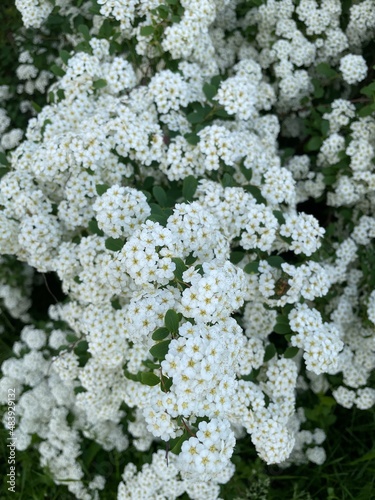 large horizontal photo. summer time. many small white spirea flowers. decorative bush with white flowers. abundant spring bloom. Spirea.