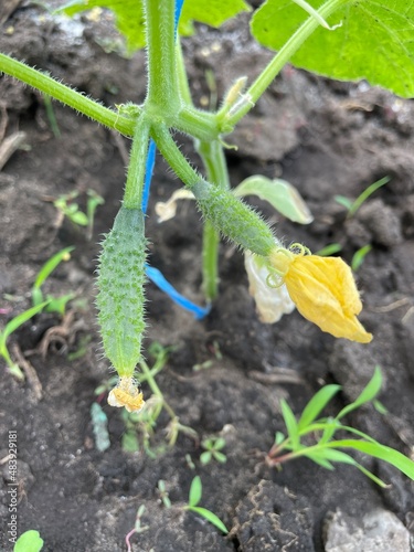 large horizontal photo. summer time. eco. small cucumber on a branch. flowering of vegetable crops. yellow flower and cucumber sprout on a branch in a greenhouse. healthly food.