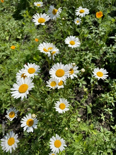 large vertical photo. summer time. many large daisies in the garden. top-down view. decorative flowers in the garden. chamomile flowers among green leaves.