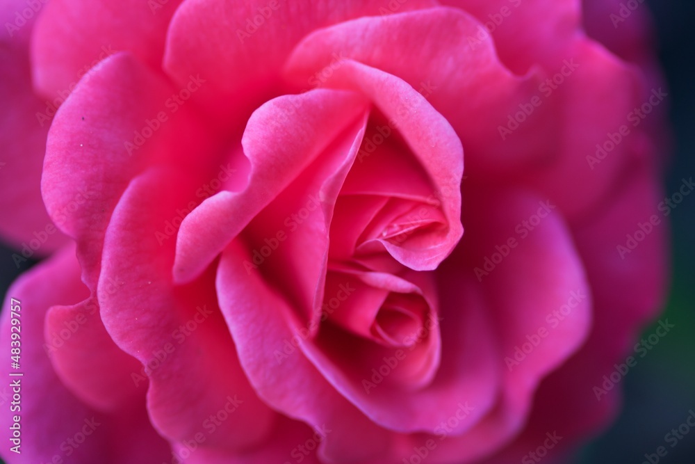 Rose Rose