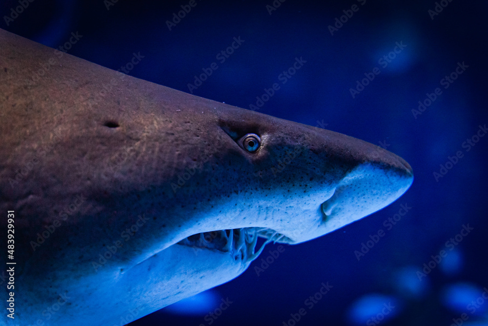 Naklejka premium Nahaufnahme einer Hai Schnauze