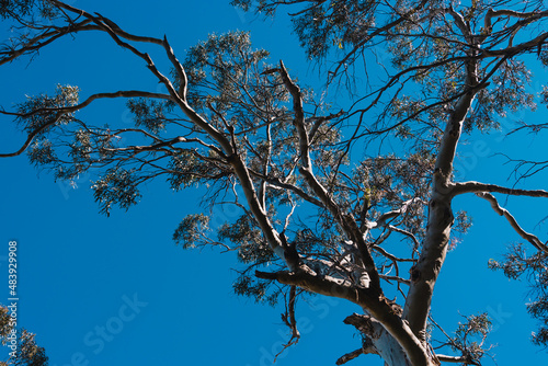 native Australian eucalyptus gum tree outdoor