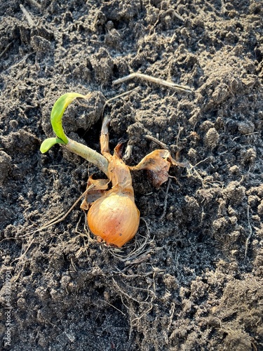 large vertical photo. autumn. cold day. Russia. yellow small onion with a small green sprout on the ground. harvesting. sprouting onions