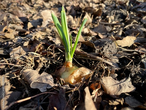 large horizontal photo. autumn. cold day. Russia. yellow onion with a green sprout in the middle of brown autumn foliage. harvest leftovers. sprouting onions.