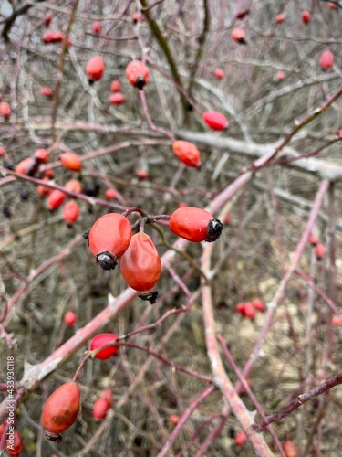 large vertical photo. autumn. sunny cold day. several ripe rose hips on dry branches. Russia. healthy berries.