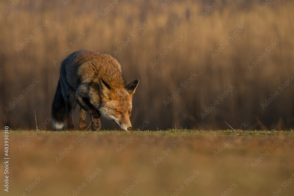 Fototapeta premium Red fox in nature during last light of the day.