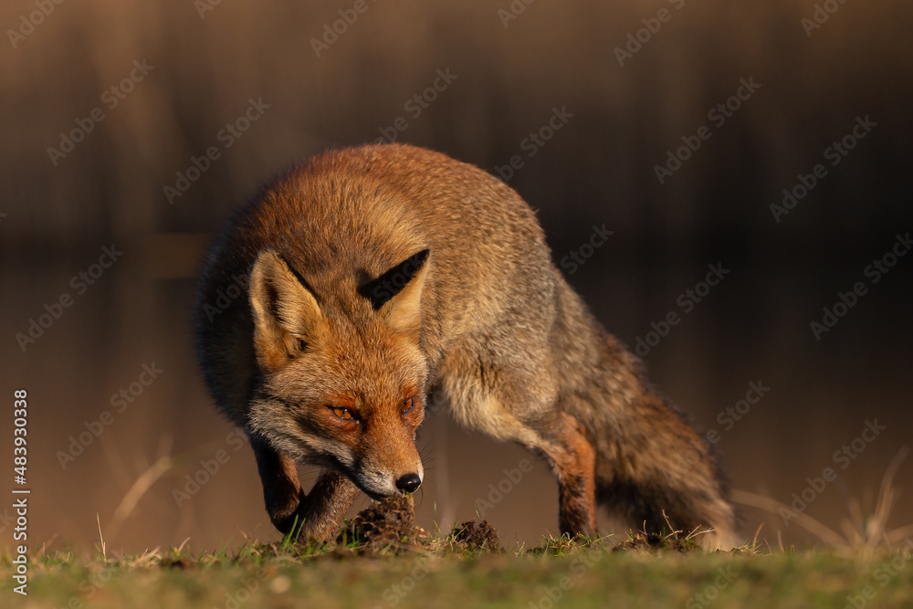 Fototapeta premium Red fox in nature during last light of the day.