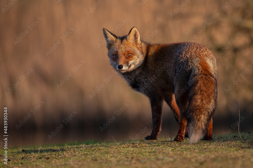 Red fox in nature during last light of the day. Red fox in nature during last light of the day.