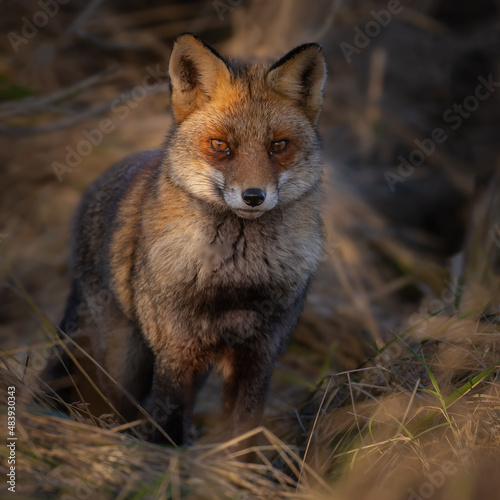 Red fox in nature during last light of the day.