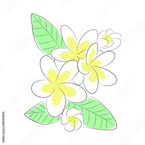 floral background with flowers line illustration highlight everlasting stories cover icon inspiration hawaii flowers yellow middle outline white background botanical ornament ecology plant plumeria 