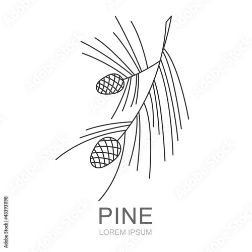 Pine brahcn with pine cones line symbol. Isolated vector illustration of icon.