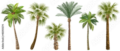 Set of palm trees (сoconut, date, sugar, аcai) realistic vector illustrations on white background.