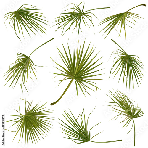 Set of hand drawn vector illustrations of tropical green palm leaves on white background.