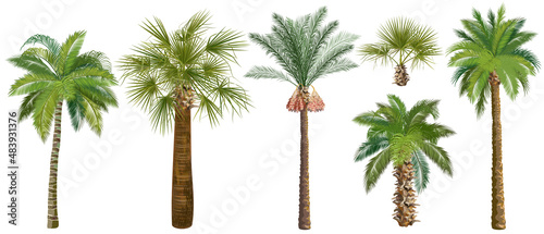  Set of palm trees    oconut  date  sugar    cai  realistic vector illustrations on white background.