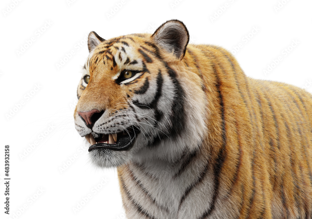 Obraz premium Tiger portrait isolated on white