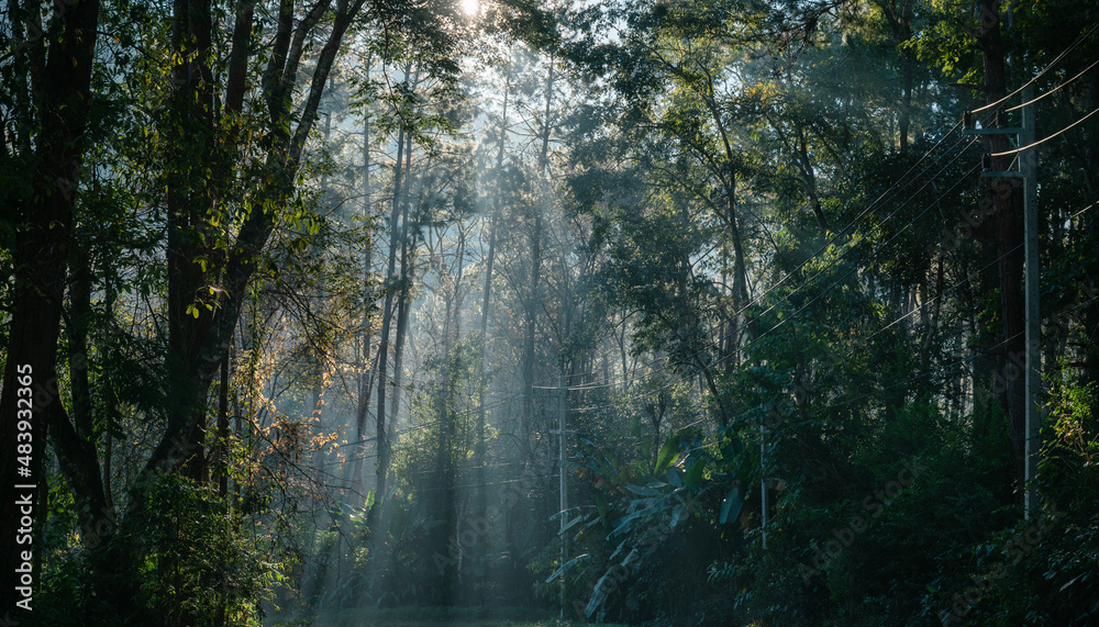 Sunlight through lush tropical rainforest in national park at morning Sunlight through lush tropical rainforest in national park at morning