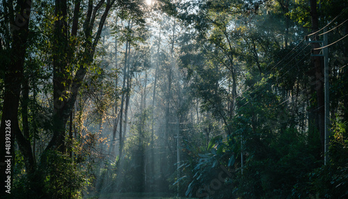 Fototapeta Naklejka Na Ścianę i Meble -  Sunlight through lush tropical rainforest in national park at morning