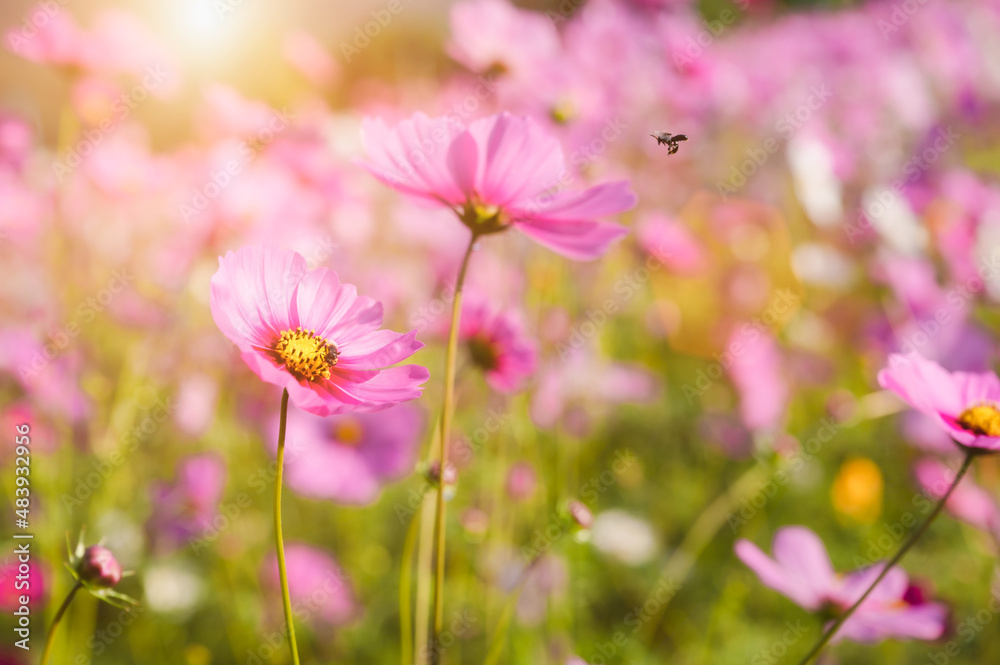 Beauty in nature of pink cosmos flower field blooms in morning with bee insect and pollen on outdoors in garden summer. Beauty in nature of pink cosmos flower field blooms in morning with bee insect and pollen on outdoors in garden summer.