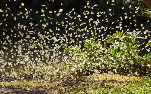 Group of beautiful butterflies is flying and perch suck eats food mineral water on floor in outdoor forest at National Park.