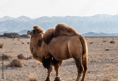 bactrian camel in the foothills of the tien-shan