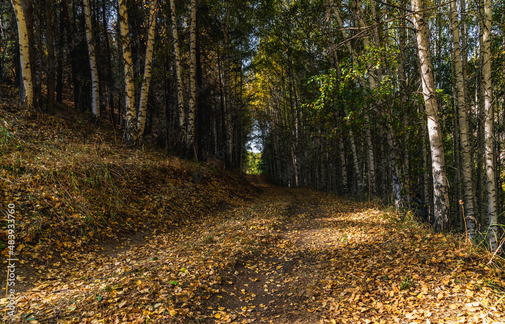 Fototapeta premium autumn road through a birch grove. autumn in the forest.