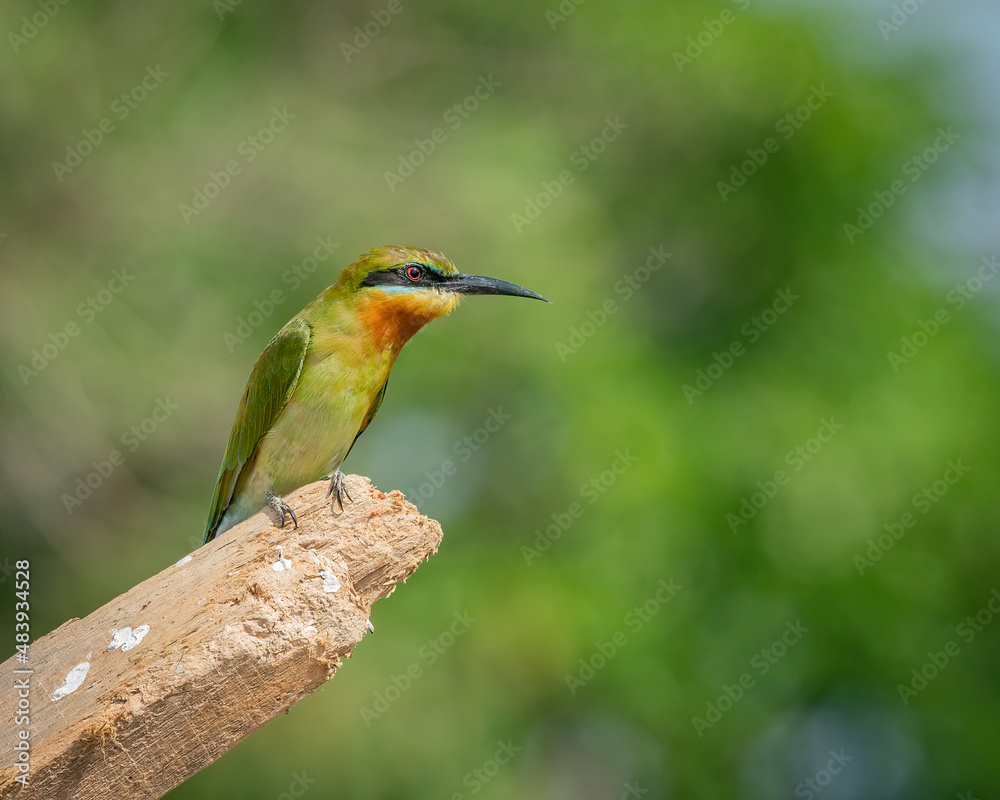 Blue Tailed Bee Eater perching eye level