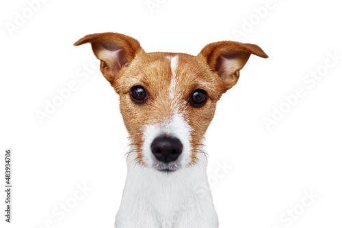 Dog portrait close up portrait, Jack Russell terrier looking at camera isolated on white background © Lazy_Bear