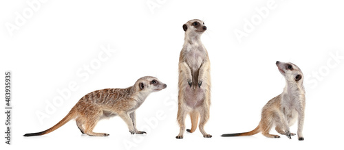 Funny meerkat in three different poses photo