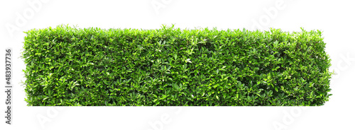 Tropical plant flower bush tree isolated on white background with clipping path